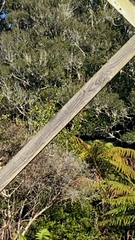 Petroica macrocephala