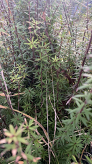 Leucopogon fasciculatus