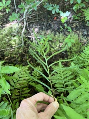 Woodwardia areolata
