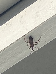 Leptoglossus occidentalis