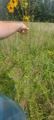 Helianthus silphioides