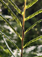 Woodwardia areolata