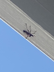 Leptoglossus occidentalis