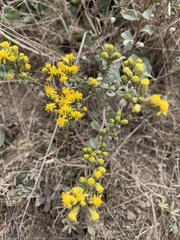 Solidago spathulata