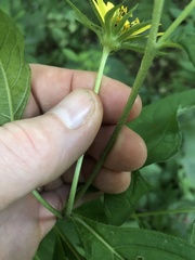 Helianthus decapetalus