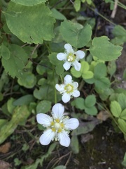 Parnassia fimbriata