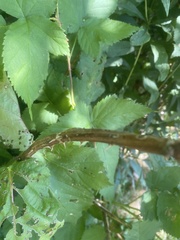 Rubus setosus