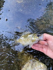 Ambloplites rupestris