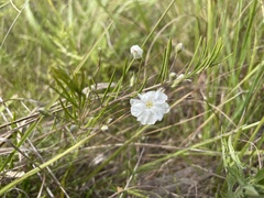 Stylisma pickeringii pattersonii