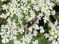 Grapholita interstinctana