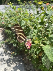 Heliconius charithonia