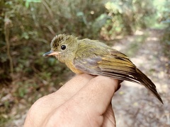 Mionectes oleagineus