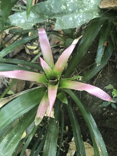 Nidularium angustifolium