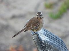 Mimus thenca