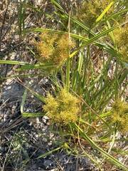 Cyperus odoratus