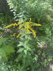 Solidago ulmifolia