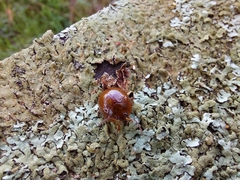 Dicranosterna semipunctata