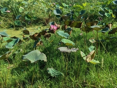 Nelumbo nucifera