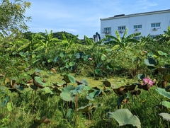 Nelumbo nucifera