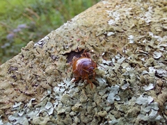 Dicranosterna semipunctata