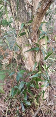 Parsonsia brownii