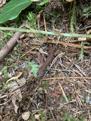 Ensatina eschscholtzii
