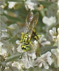 Philanthus multimaculatus