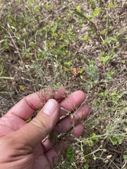 Erigeron divaricatus