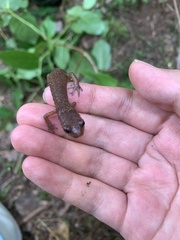 Ensatina eschscholtzii