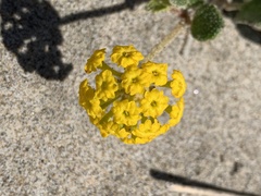 Abronia latifolia