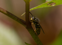 Vespula
