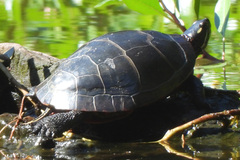 Chrysemys picta picta
