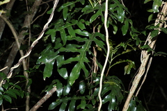 Stenocarpus sinuatus