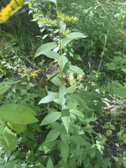 Solidago ulmifolia