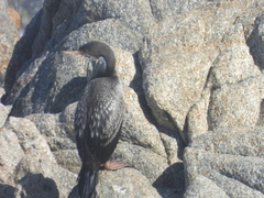 Poikilocarbo gaimardi