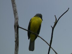 Myiozetetes granadensis