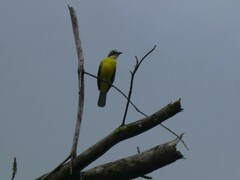 Myiozetetes granadensis