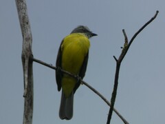 Myiozetetes granadensis