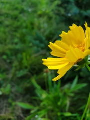 Coreopsis
