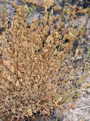 Sanguisorba occidentalis