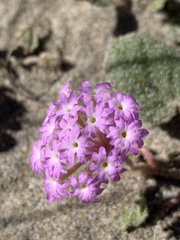 Abronia umbellata