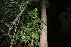 Stenocarpus sinuatus