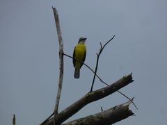 Myiozetetes granadensis