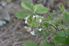 Cleome gynandra