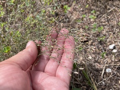Erigeron divaricatus