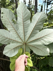 Cecropia peltata