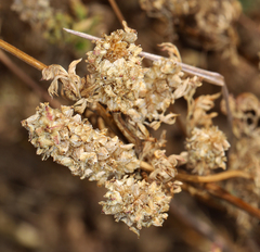 Sanguisorba occidentalis