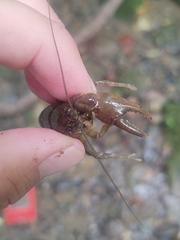 Cambarus bartonii