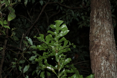 Stenocarpus sinuatus