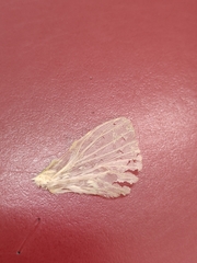 Aenetus virescens